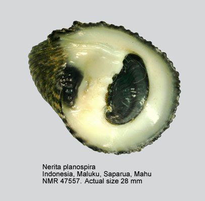 Nerita planospira (4).jpg - Nerita planospira Anton,1838